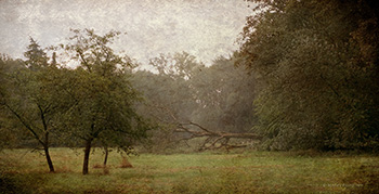 Портрет упавшего дерева